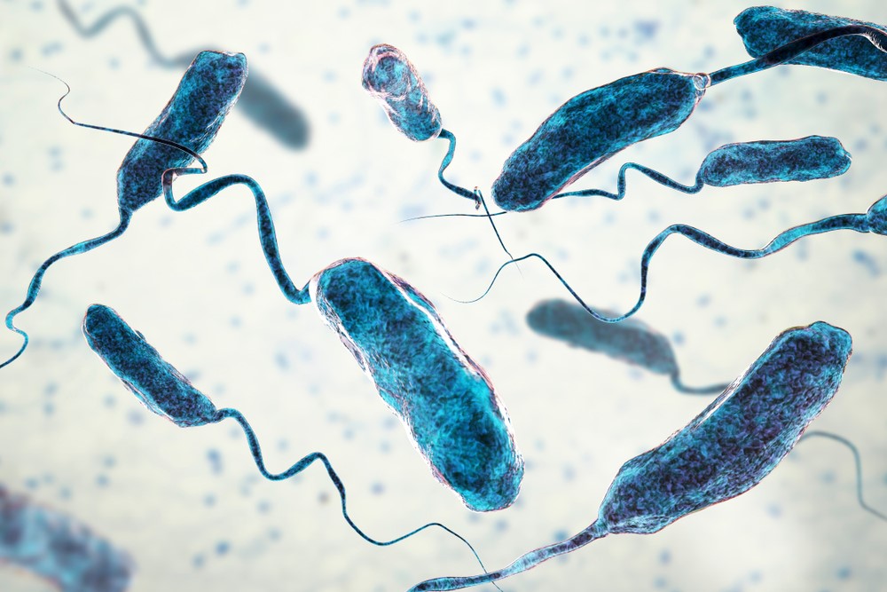 Microscopic view of Vibrio cholerae, the bacteria causing cholera outbreaks, a major concern in the Horn of Africa food and water insecurity crisis.