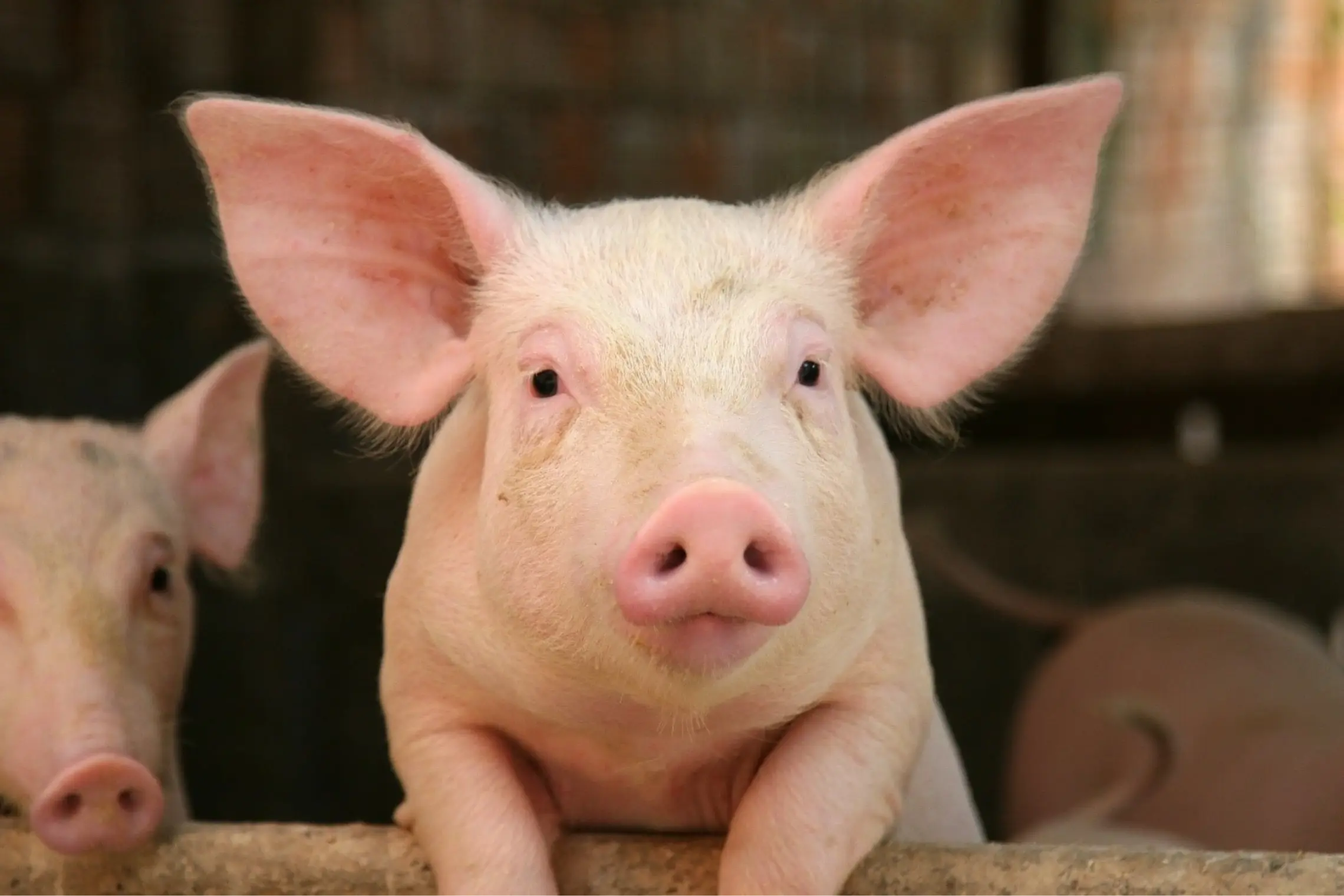 Teagasc review